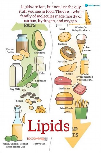 What are Lipids? | Biology in 60 Seconds / Biotic world #science #chemistry #biology