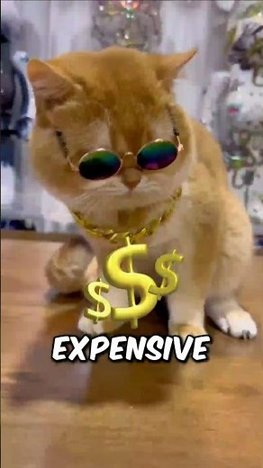 World Most Expensive Cat‼️😱 #catfacts #luxurypets