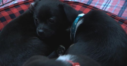 Holiday pet adoption event with a twist brings families and furry friends together in Richland
