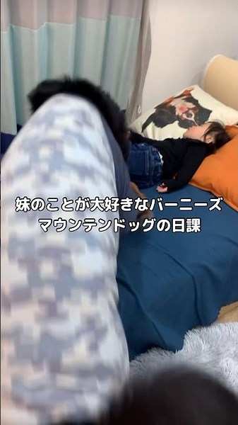 妹のことが好きすぎるお兄ちゃんバーニーズの日課 #バーニーズマウンテンドッグ #バーニーズ #大型犬 #赤ちゃんと犬