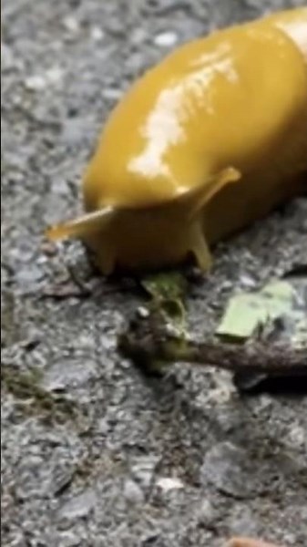 Banana Slugs EAT POOP 💩 Animal Fact Files #facts #animals #wildlife