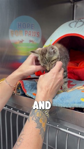 Dabby the blind kitten