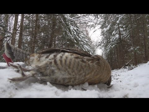Winter Ruffed Grouse Catch and Cook | Hunting Grouse in the Snow | Primrose and Panko batter recipe