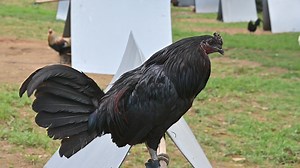 88K views · 2.4K reactions | Reproductor para el amigo marco Antonio de Orizaba Veracruz, partido la JOYA. Gracias por su confianza  | Criadero Mictlán | Facebook