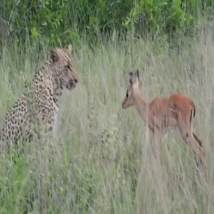 747K views · 11K reactions | What do you think the leopard would have done with the baby deer | Animals World | Facebook