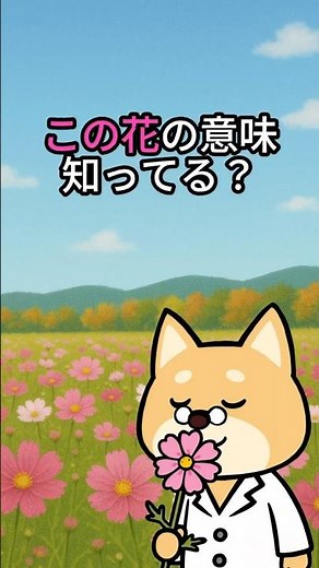 【しば博士】「コスモスの花言葉知ってる？🌸意外と知らない意味！」