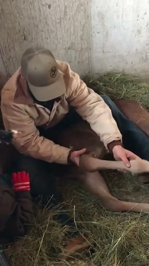 Newborn Foal Imprint Training A Day-Old Sorrel Colt By Desensitizing Hooves, Legs, And Body #horses