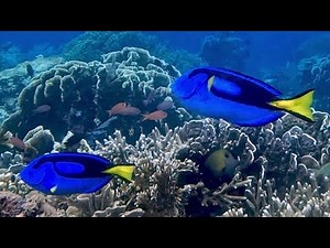 Royal blue tangs have a "battle royale" on the reef
