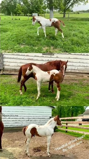 Oliver! Aka “Did Me Dirty” APHA sorrel tobiano colt