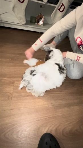 #bestpuppy #puppy #cockapoo #cute #lifeisbutadream #pets cockapoo 8 week old female #cutepup