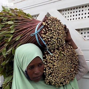 339K views · 36K reactions | ‘Jimaan gatii dhabe’: Komii qonnaan bultoota Harargee Dubbisuuf: https://bbc.in/3RcxzQR | BBC News Afaan Oromoo | Facebook