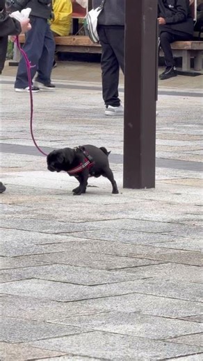 京都公園散步#shorts #kyoto