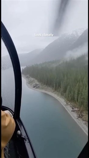 Pilot Finds Creature Along Lakeside