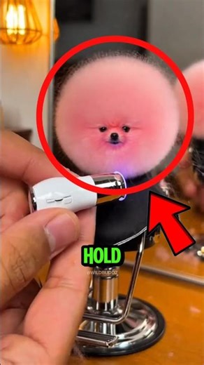 Top 3 Cutest Tiny Dogs That Fit in One Hand 😉