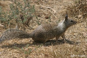 California ground squirrel - Alchetron, the free social encyclopedia
