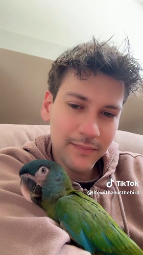 Macaw Care: Tips for Understanding Their Needs