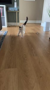 2.6M views · 81K reactions | They Never Expected Their Adopted & Disable Cat To Become Famous ❤️ #reels #cat #animalrescue | KhoVen | Facebook