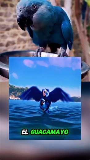 Guacamayos hermosos… y el último estuvo al borde de la extinción 🦜✨#Guacamayos #AvesExóticas