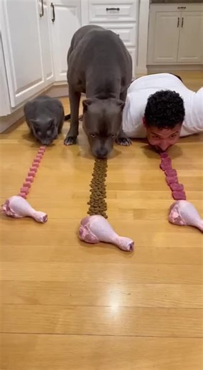 Funny Dog Reactions to Vacuum Cleaners