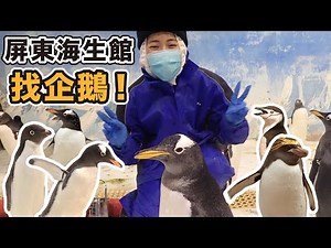 在台灣也可以餵企鵝!愛講話愛吵架的企鵝幼幼班~台灣首座藍鯨標本!近20公尺 無比震撼!