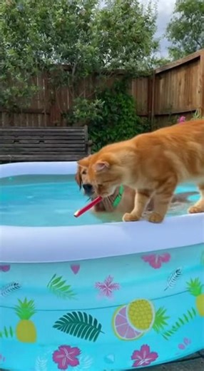 Dog: You scared the hell out of me!#dog #cat