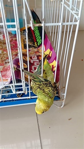 parakeet escaping from the infirmary