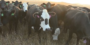The Bank of North Dakota Livestock Rebuilders Loan Program helps replenish cattle herds