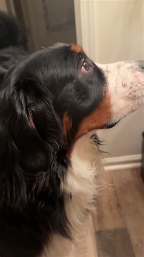 Do all Berners think you need assistance using the potty?