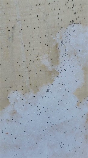 Snow Fleas, aka Springtails