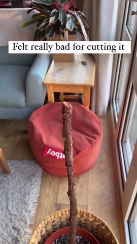 Plantage | Houseplants on Instagram: "🌿 Exciting Fiddle Leaf Fig Update! 🌿 After the recent pruning, my fiddle leaf fig tree is showing incredible progress! New roots are sprouting, and vibrant green shoots are beginning to emerge. I’m over the moon watching it thrive! 💚✨ #FiddleLeafFigUpdate #NewGrowth #PlantCare For those looking to care for their own fiddle leaf figs, here are a few tips: 1. Water: Ensure the soil is well-draining and water when the top inch of soil feels dry. 2. Light: Pl