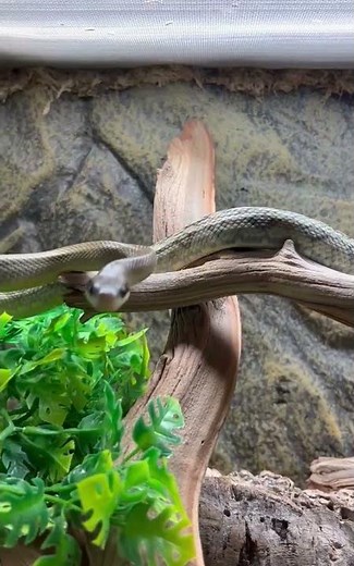 Snake visit at the Serpentarium