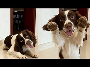 Zizai: Mom, that bad Dad didn't feed me! You need to discipline him! Luckily, Mom's here. #Spring...