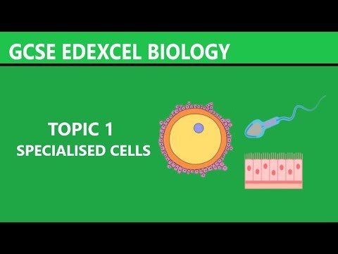 2. GCSE Edexcel Biology - Topic 1 - Specialised Cells