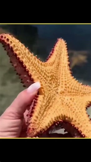 The Starfish Life 😮