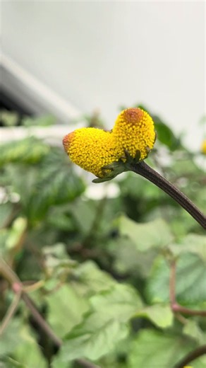 Check out this fasciation on one of our Paracress plants! This is a genetic mutation that causes TWO flowers to emerge from a SINGLE maristem! She’s. Super healthy plant showing off some very unique genetic expression, and we absolutely love it! #gardening #flowers #plants #edibleflowers