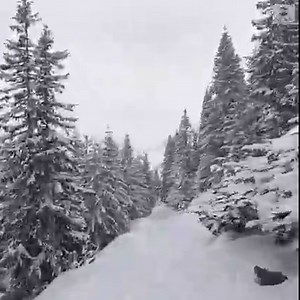 SPRING SNOW: Trees and trails were blanketed in white, as snow fell in a national park in Poland. https://abcn.ws/3rVs1da | ABC News
