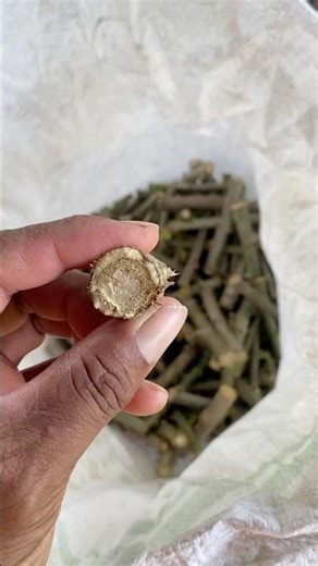 I didn't plant them all, they sprouted very quickly! #TrendingToday #FarmerBoyAndHappyGirl