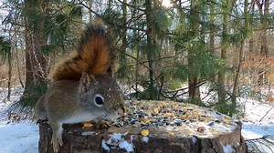 2.5K views · 160 reactions | Blue Jays, Little Red, Red-Bellied Woodpecker | Critter Cam | Facebook