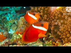 Watch These Colorful Tomato Clownfish Swim & Play in Coral Reefs!