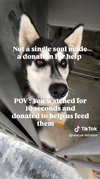 Adopt Giuliie: A Loving Husky in Need of a Home