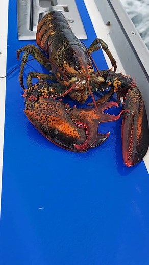 Rare Albino Lobster - Alien-Like Pet