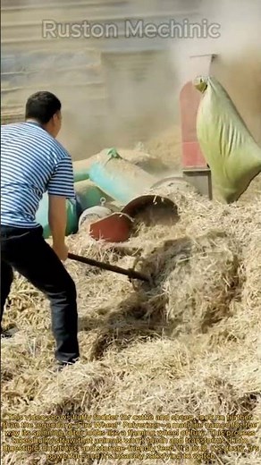 Making Feed for Cattle and Sheep Straw Processing on the Farm: "Fire Wheel" Pulverizer shreds huge