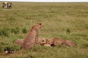 268K views · 8.8K reactions | Migration - [ हिन्दी डाक्यूमेंट्री ] Part 6 , #nature #animals #documentary #discovery #wildworlddocumentary | Wild World | Facebook