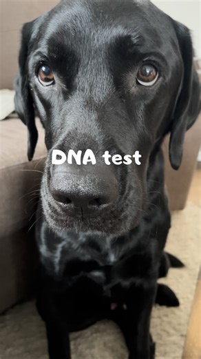 567K views · 1K reactions | So my test results came in today 﫣 #worldofdogs #labradors #doglover #dogsofinstagram #doglover #blacklab #hundarpåinstagram #blacklabrador #worldoflabradors #labrador #dogs #hundar #doglovers #kidsanddogs #dogsofinstagram #dogface #cute #bestfriends #dogfamily #dogreel | Elvisbatzthelab | Facebook
