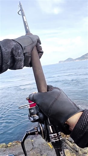 Ryota Segawa on Instagram: "磯、大きいヒラマサ、ファイト 難しい角度 Tackle data Rod Daiwa DraggerBT93XH Reel Daiwa Saltiga 18000H Mainline Daiwa Saltiga Durasensor 12EX PE8 Spacer line PE30 Leader Nylon 220lb Lure Cuddler 240 prototype #fishinglife #yellowtail #kingfish #ヒラマサ #ロックショア"