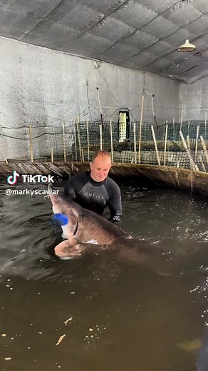 Exploring Sturgeon Aquafarms in Bascom, FL | Beluga, Sevruga, Sterlet Sturgeon & Caviar