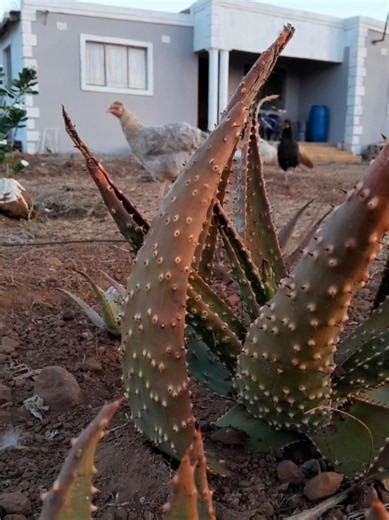 Off Grid Living Homestead: Beginner Tips for Home Sweet Home