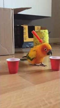 Meet The Sweetest Parrots In The World #shorts