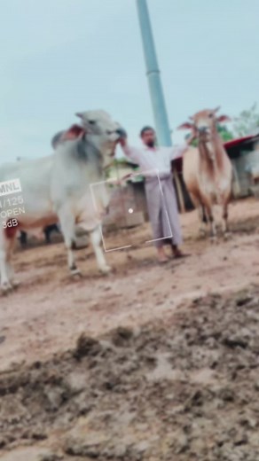 Managing Cattle in a Rural Setting: A Day on the Farm