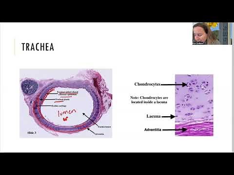 Histology of the trachea and lungs